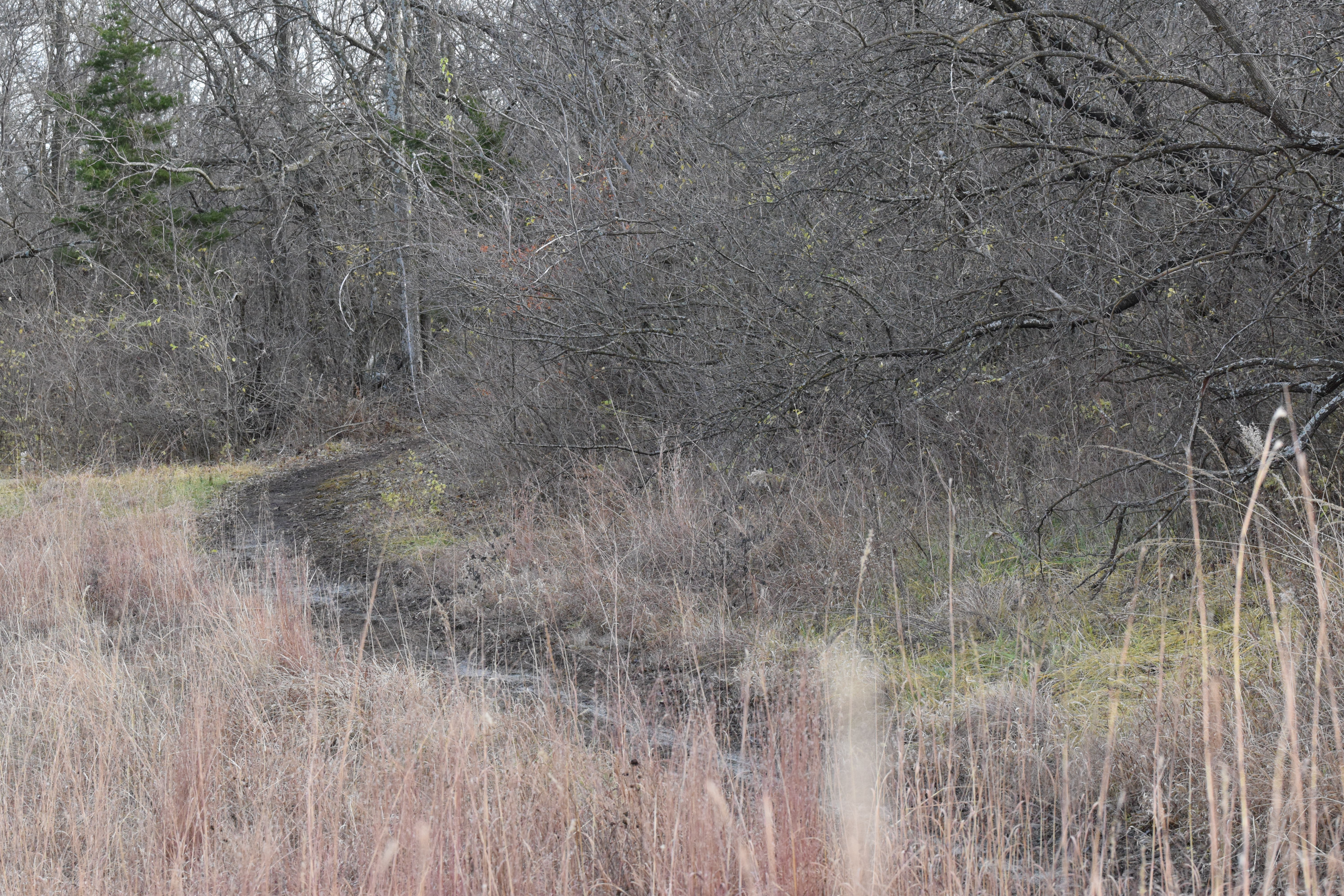 Trail going into woods
